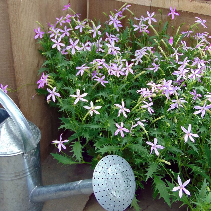 Isotoma axilaris Blue Stars (Pillierte Samen) - Schein-Lobelie (Plant habit)