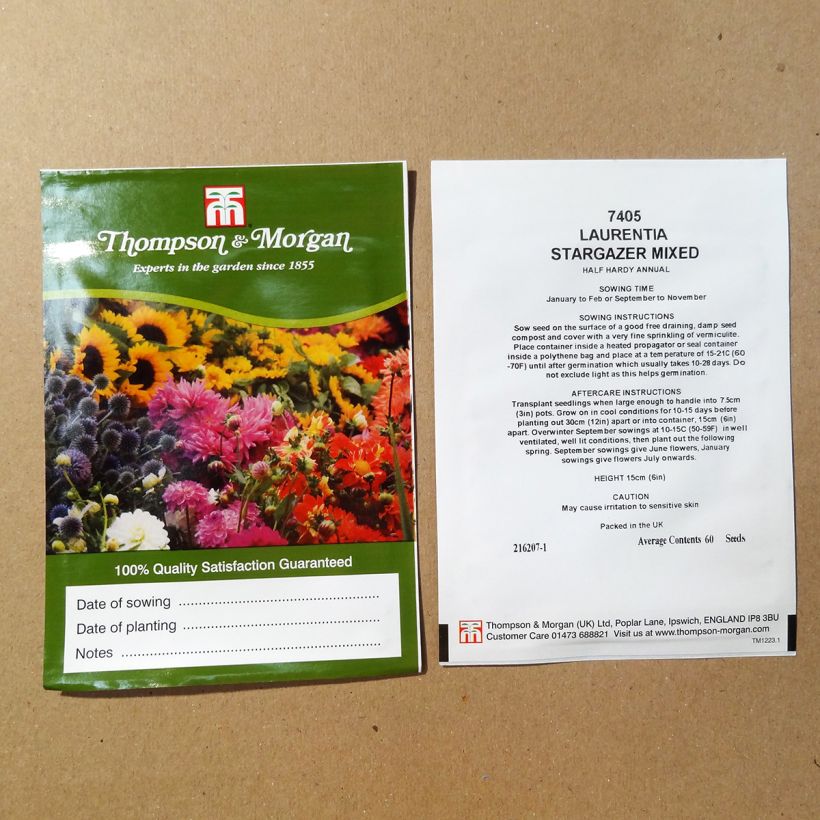 Example of Solenopsis axillaris Stargazer Mixed (Samen) - Sternenblume per pack of 60 seeds as you get