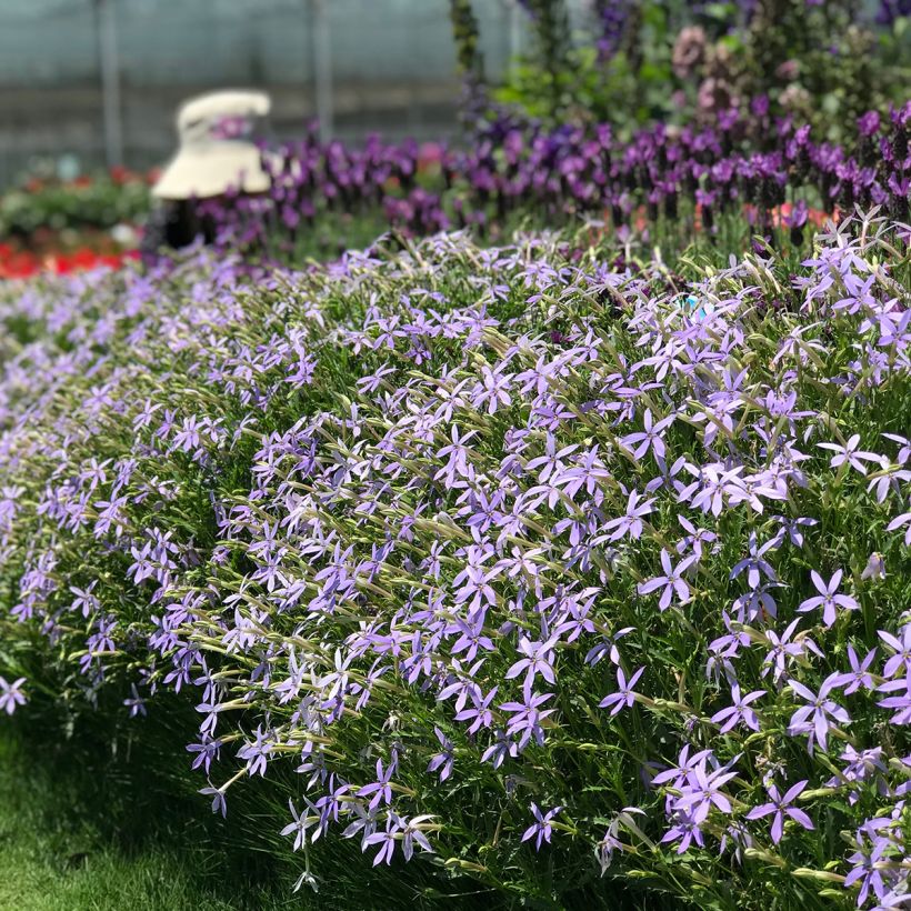 Graines de Laurentia Starshine Blue (enrobées) (Wuchs)