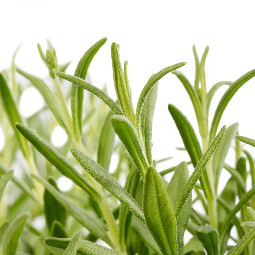 Lavandula Cleo-Patio Blue (Samen) - Echter Lavendel (Laub)