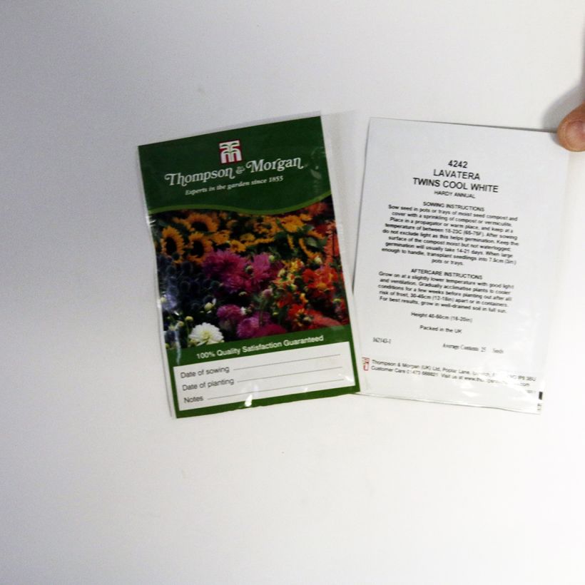Example of Bechermalve Twins Cool White (Samen) - Lavatera per pack of 25 seeds as you get