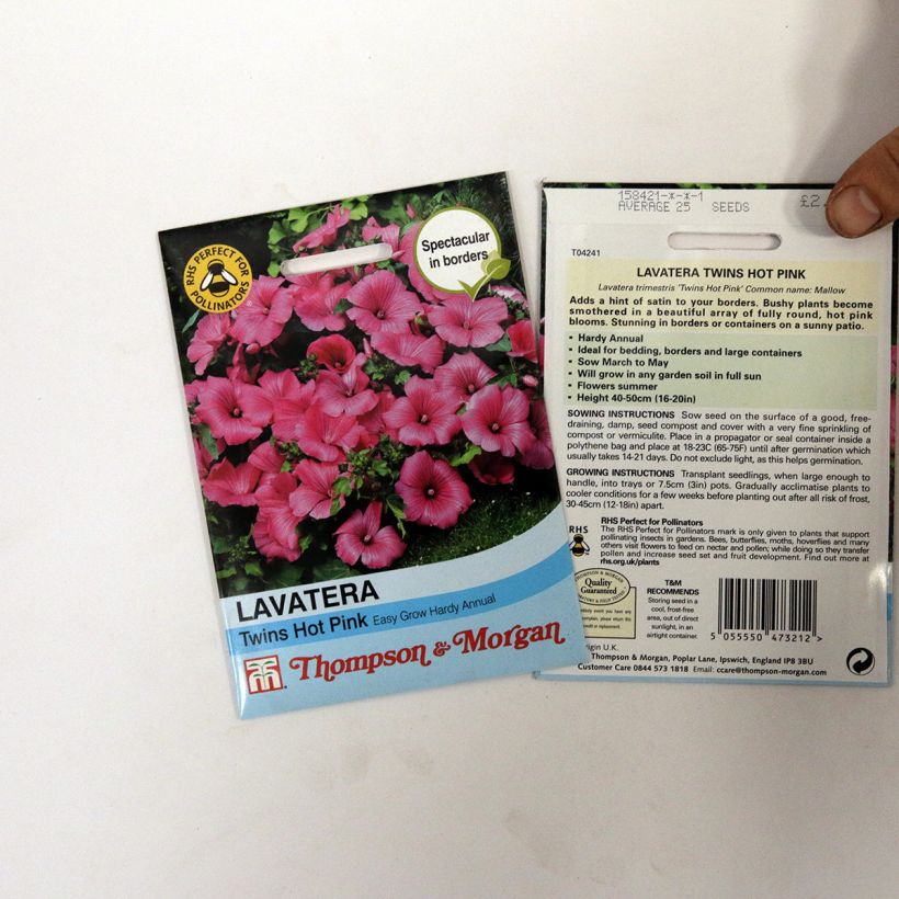 Example of Bechermalve Twins Hot Pink (Samen) - Lavatera per pack of 25 seeds as you get