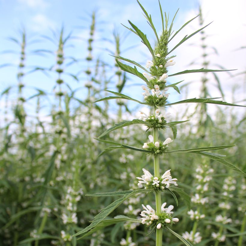 Leonurus sibiricus Alba (Samen) - Sibirisches Herzgespann (Flowering)