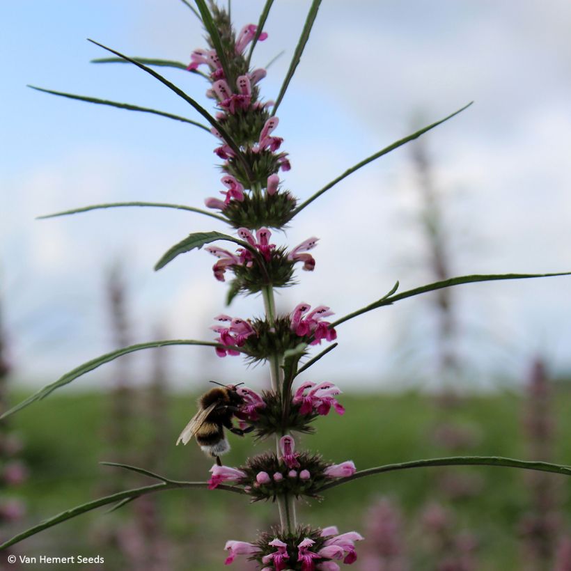 Leonurus sibiricus (Samen) - Sibirisches Herzgespann (Flowering)