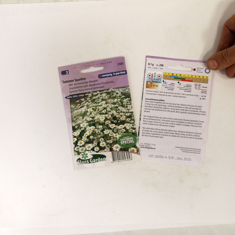 Example of Leucanthemum pallens Summer Sparkler (Samen) - Margerite per pack of 250 seeds as you get
