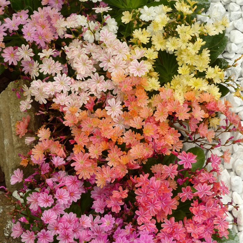 Lewisia cotyledon Elise Mix (Samen) - Bitterwurz (Flowering)