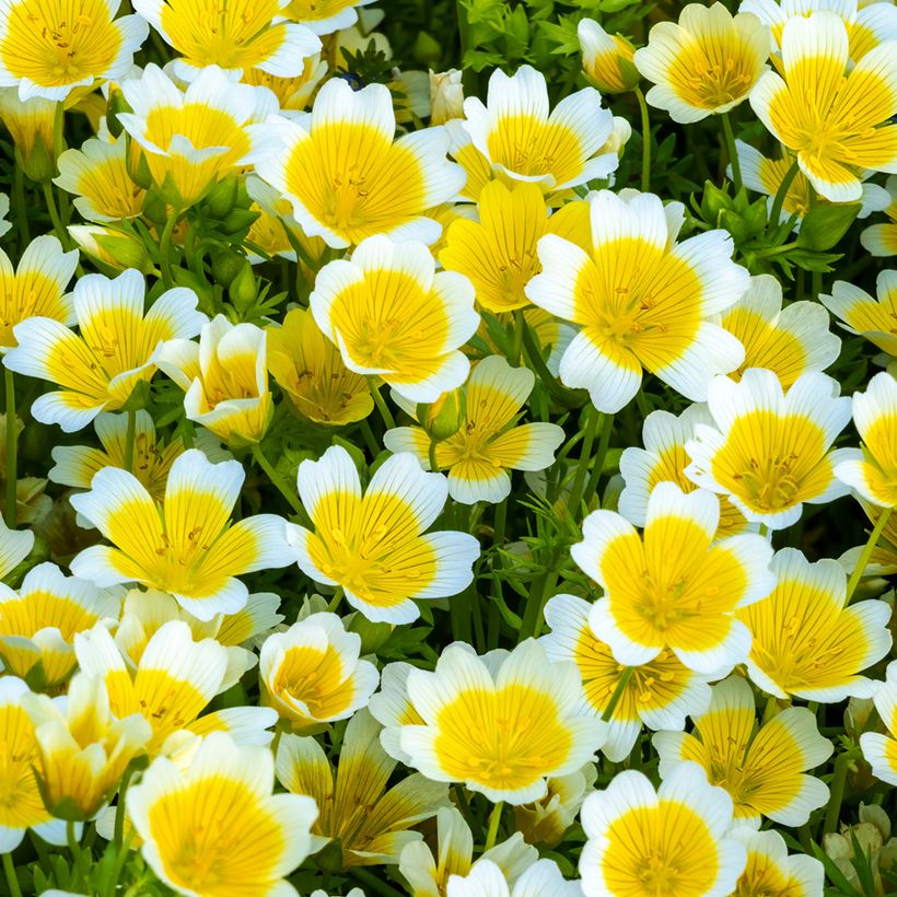Limnanthes douglasii (Samen) - Sumpfblume (Flowering)