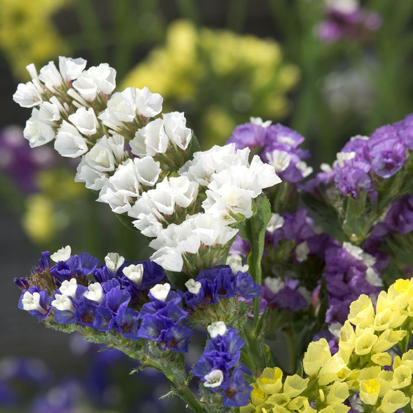 Geflügelter Strandflieder Forever Mixed (Samen) - Limonium (Flowering)