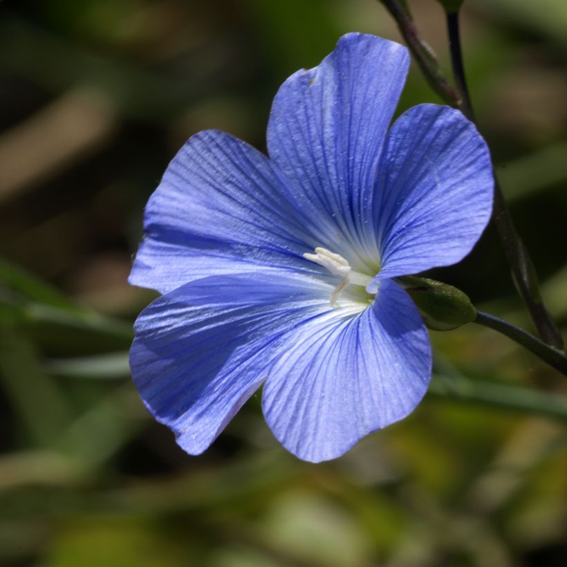 Stauden-Lein Saphir bleu (Samen) - Linum perenne (Flowering)