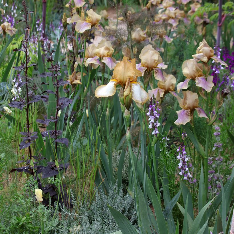 Marokkanisches Leinkraut Licilia Azure (Samen) - Linaria maroccana (Plant habit)