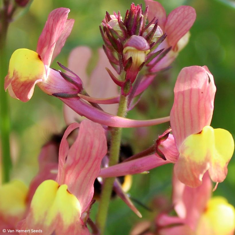 Marokkanisches Leinkraut Licilia Peach (Samen) - Linaria maroccana (Flowering)