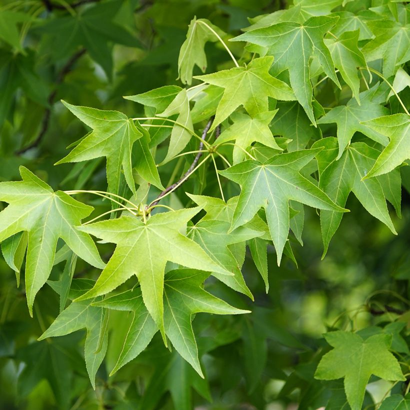 Liquidambar styraciflua (Samen) - Amberbaum (Foliage)