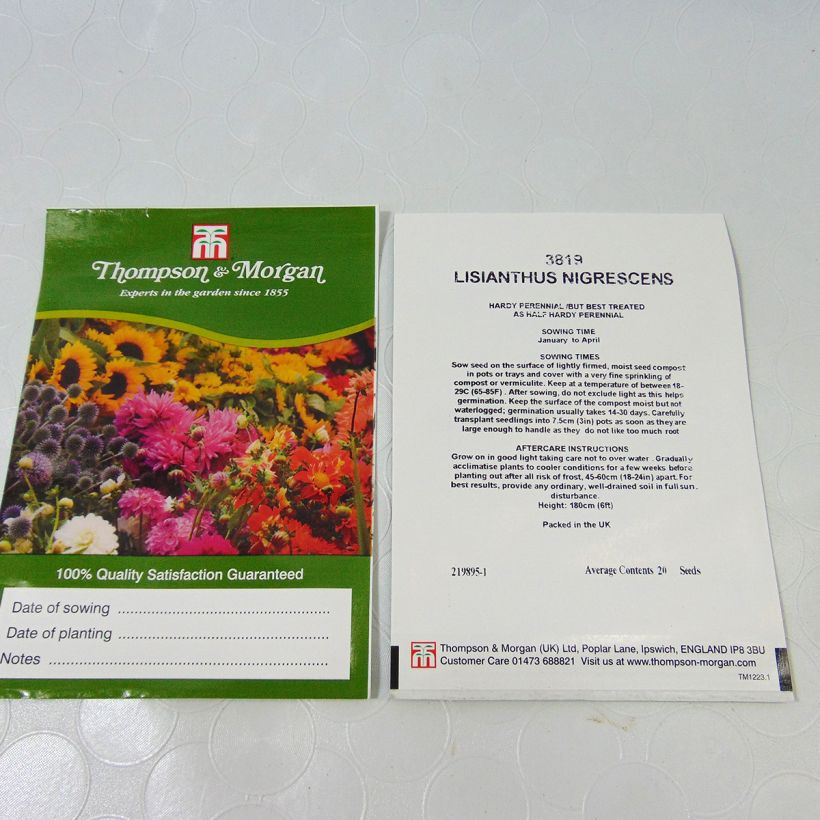 Example of Lisianthus nigrescens (Samen) - Prärieenziane per pack of 20 seeds as you get