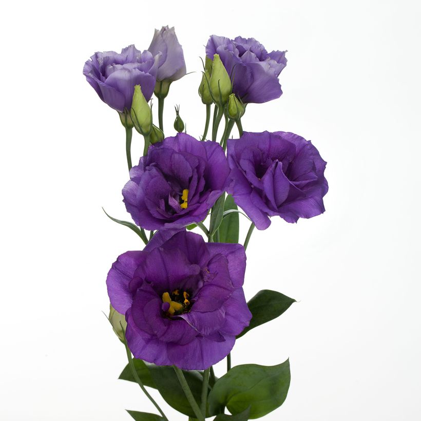 Lisianthus F1 Cessna Blue III (pillierte samen) - Prärie-Enziane (Blüte)