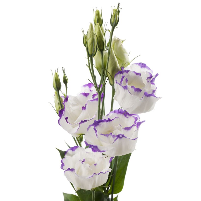 Lisianthus F1 Cessna Blue Picotee III (pillierte samen) - Prärie-Enziane (Blüte)