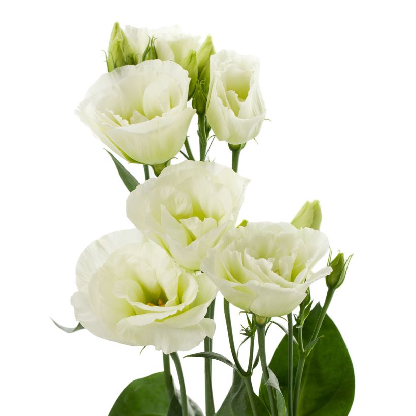 Lisianthus F1 Cessna Green III (pillierte samen) - Prärie-Enziane (Blüte)