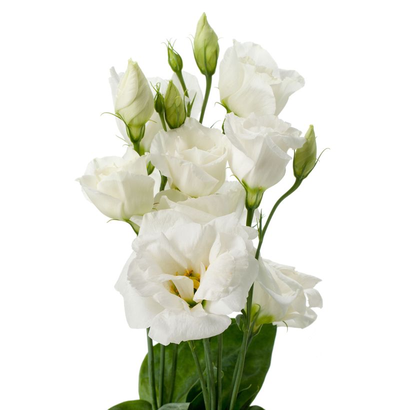 Lisianthus F1 Cessna Pure White III (pillierte samen) - Prärie-Enziane (Blüte)