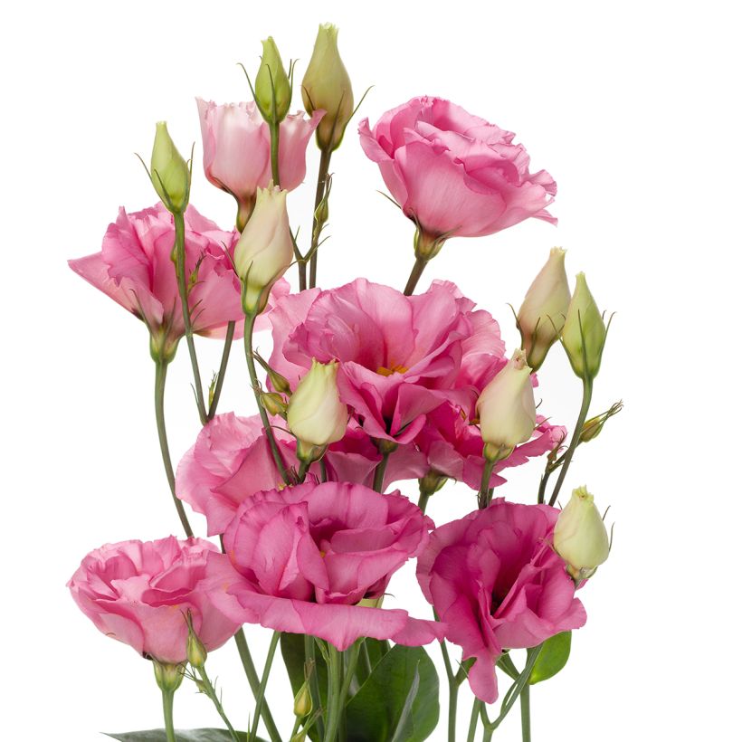 Lisianthus F1 Cessna Rose III (pillierte samen) - Prärie-Enziane (Blüte)