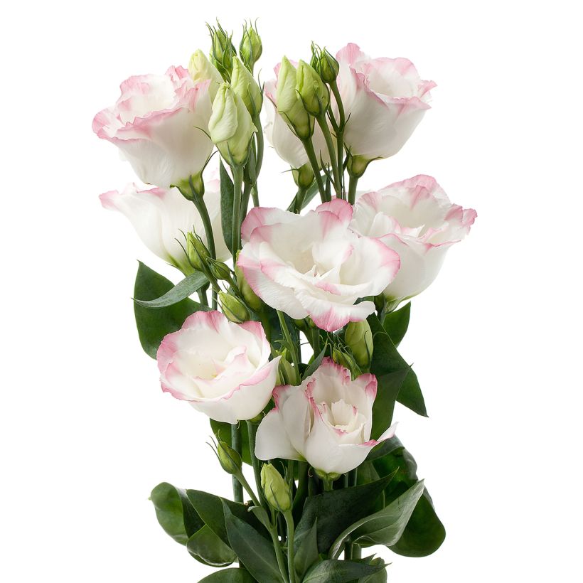 Lisianthus F1 Cessna Rose Picotee III (pillierte samen) - Prärie-Enziane (Blüte)