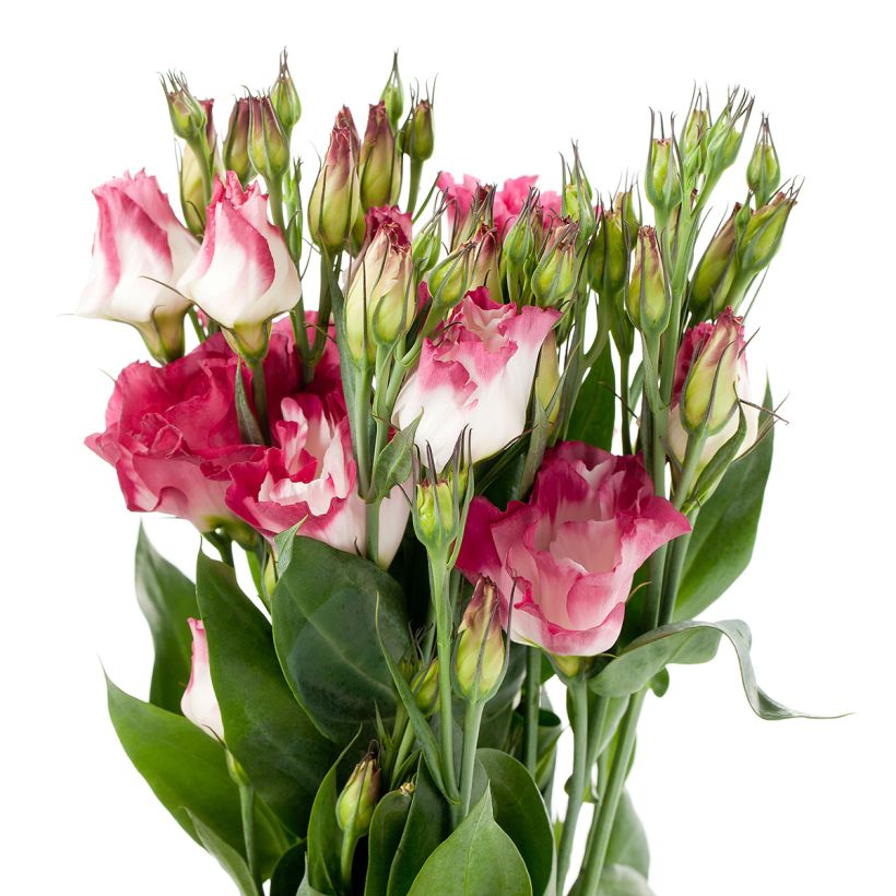 Lisianthus F1 Cessna Vogue IV (pillierte samen) - Prärie-Enziane (Blüte)