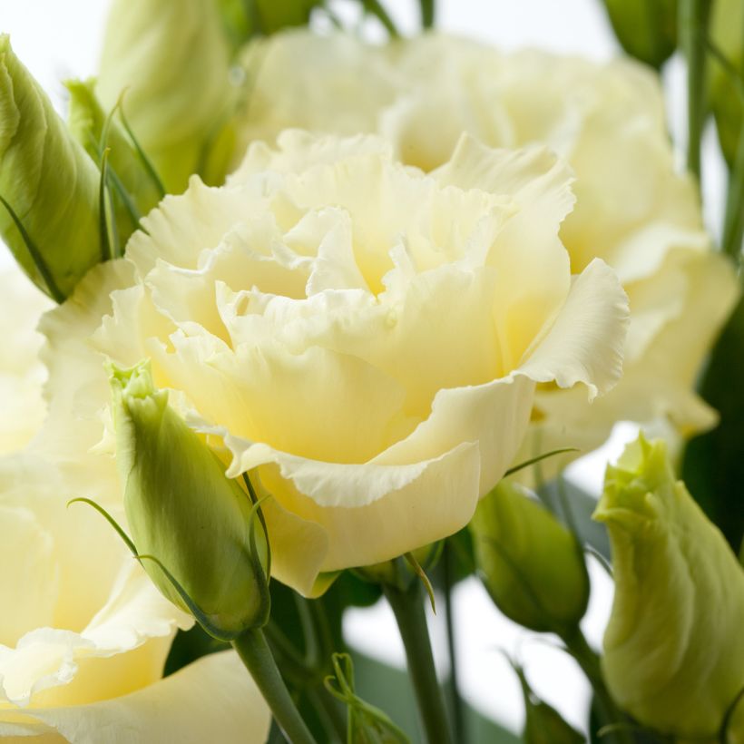 Lisianthus F1 Cessna Yellow III (pillierte samen) - Prärie-Enziane (Blüte)