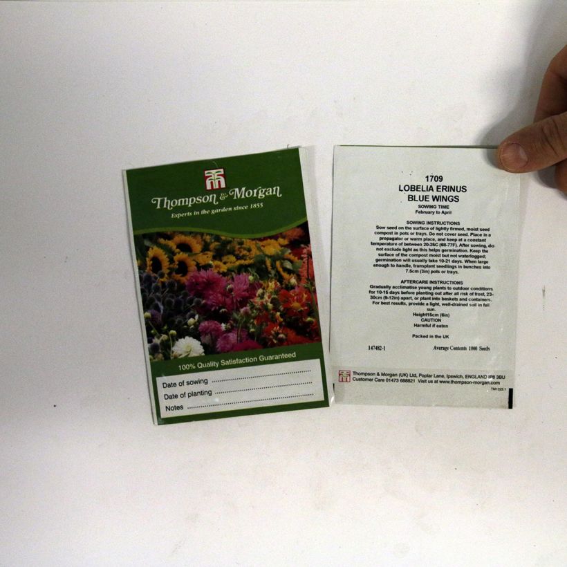 Example of Lobelia erinus Blue Wings (Samen) - Lobelie per pack of 1000 seeds as you get
