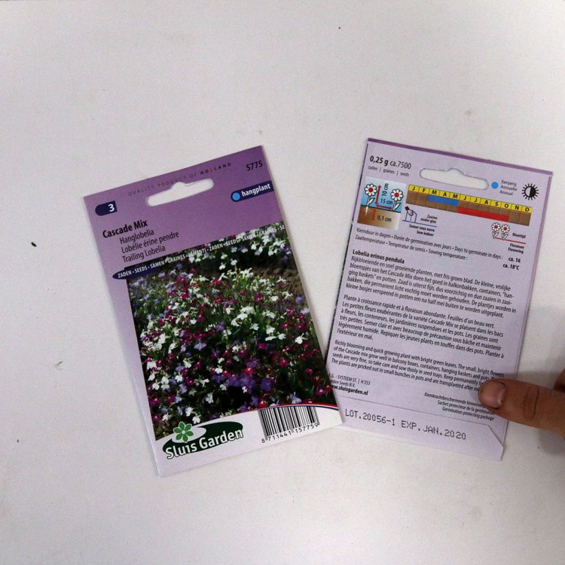 Example of Lobelia erinus pendula Cascade (Samen) - Lobelie per pack of 5100 seeds (0,2g) as you get