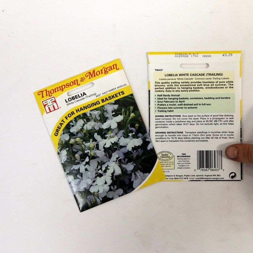 Example of Lobelia erinus White cascade (Samen) - Lobelie per pack of 1750 seeds as you get