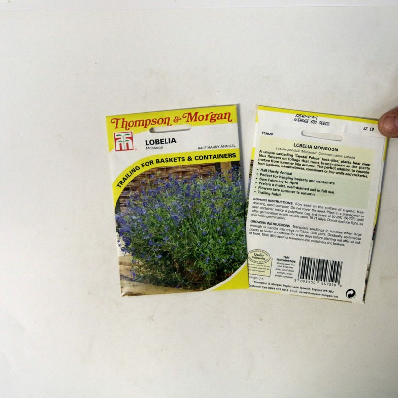 Example of Lobelia erinus pendula Monsoon (Samen) - Lobelie per pack of 650 seeds as you get