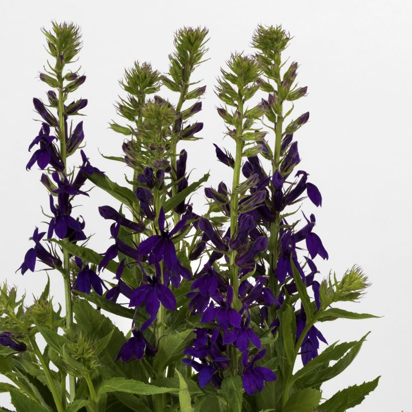 Prachtlobelie Starship Blue (Samen) - Lobelia speciosa (Flowering)