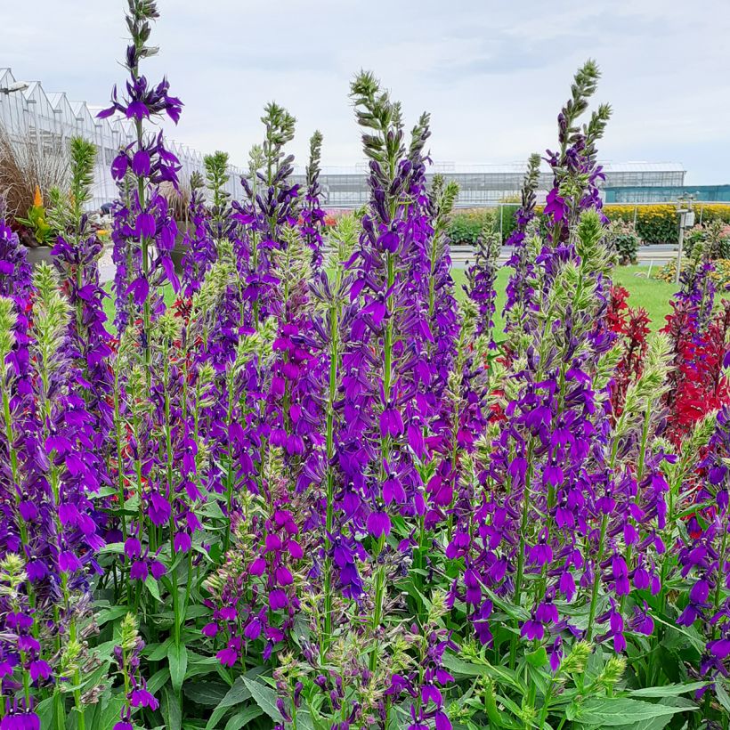 Prachtlobelie Starship Blue (Samen) - Lobelia speciosa (Plant habit)