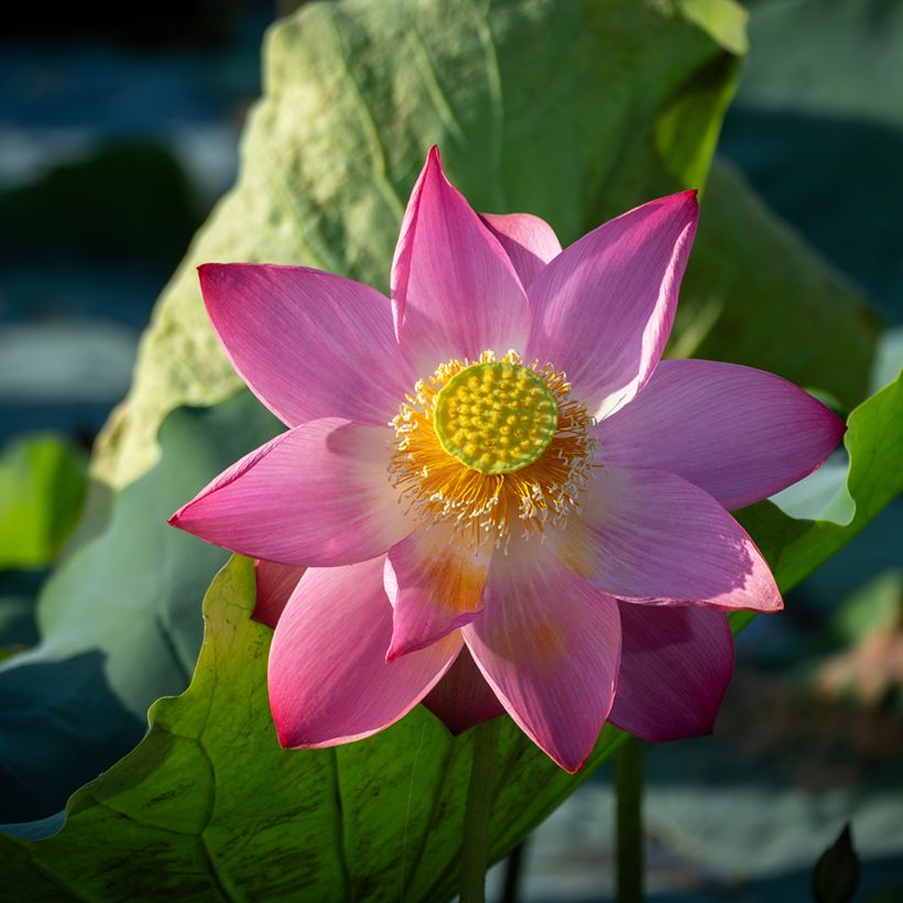Nelumbo nucifera (Samen) - Indische Lotosblume (Flowering)