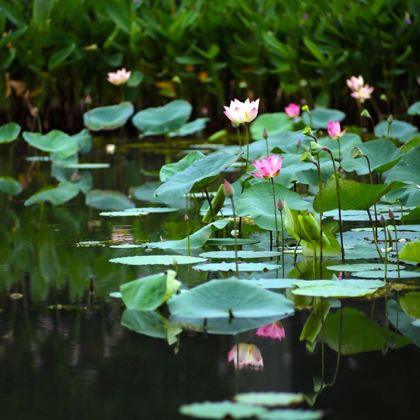 Nelumbo nucifera (Samen) - Indische Lotosblume (Plant habit)