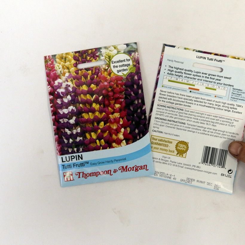 Example of Vielblättrige Lupine Tutti Frutti (Samen) per pack of 40 seeds as you get