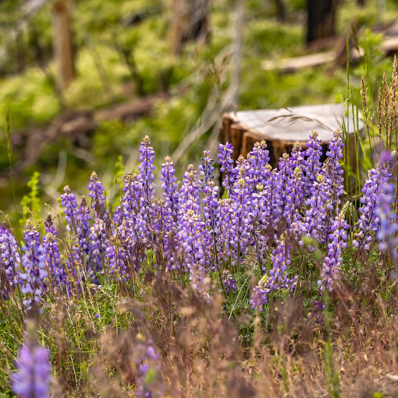 Ausdauernde Lupine (Samen) - Lupinus perennis (Plant habit)