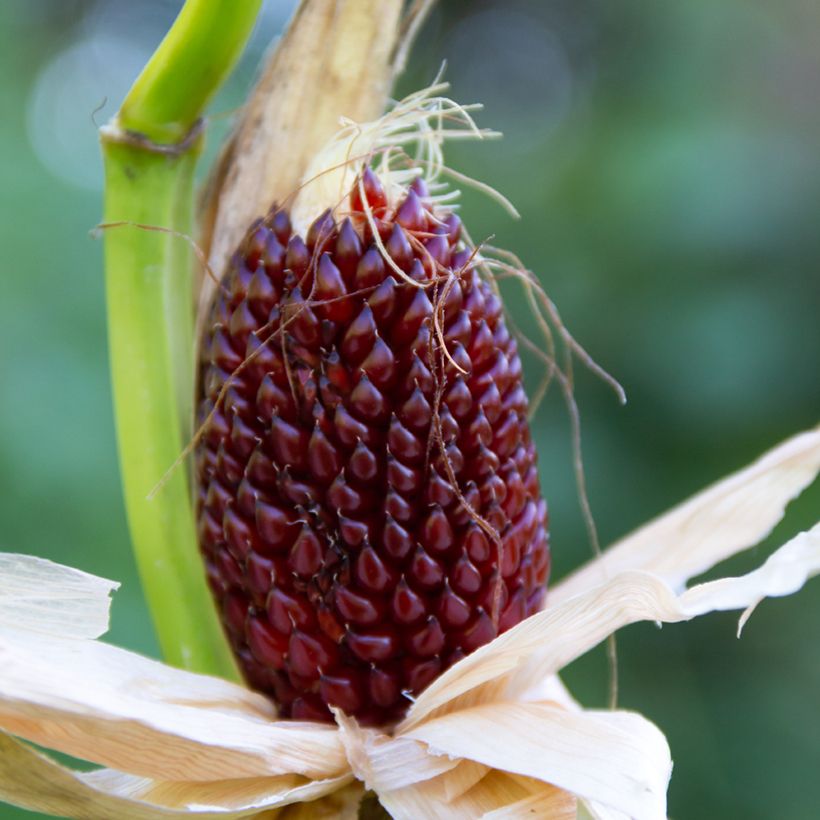 Mais Fraise Pop Corn (Samen) (Harvest)