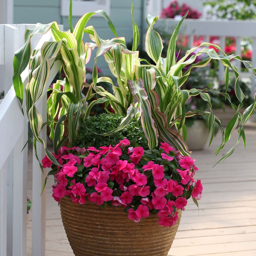 Mais Field of Dreams - Zea (Plant habit)