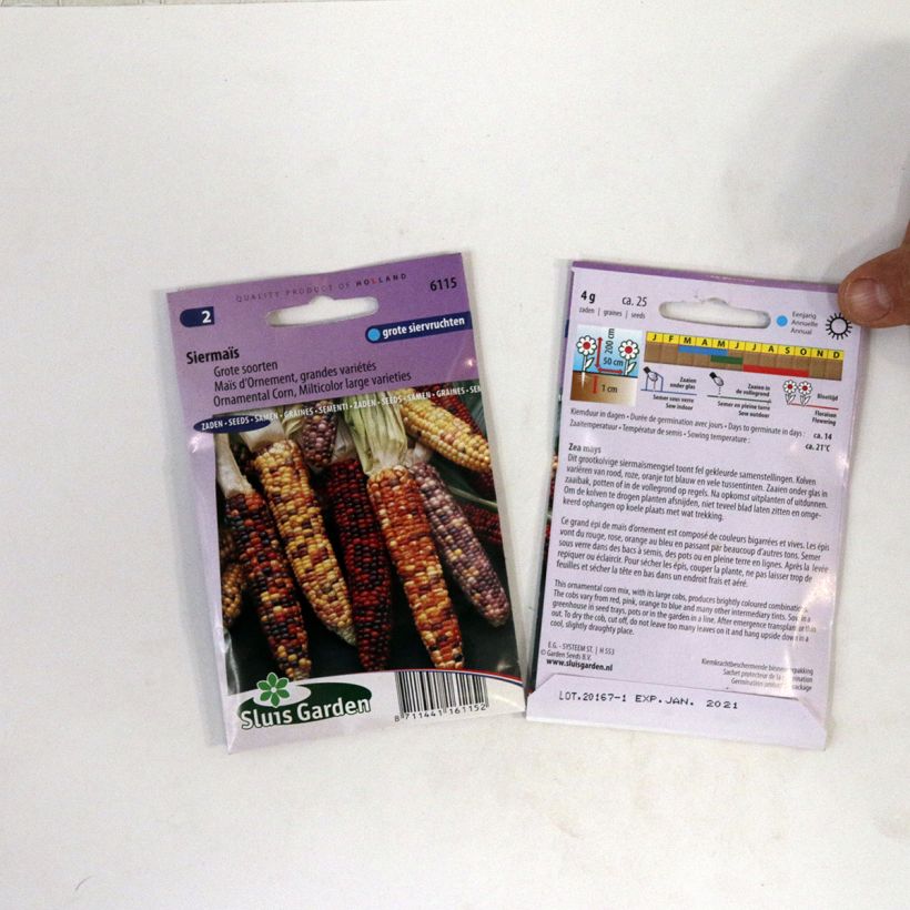 Example of Zea mays japonica Grandes variétés (Samen) - Mais per pack of 25 seeds as you get