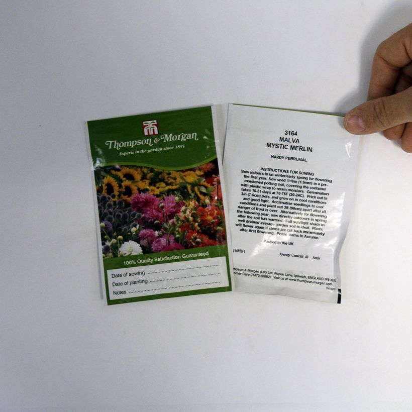 Example of Wilde Malve Mystic Merlin - Malva sylvestris per pack of 40 seeds as you get