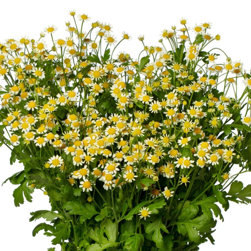 Mutterkraut Camilla (Pillierte Samen) - Tanacetum parthenium (Blüte)