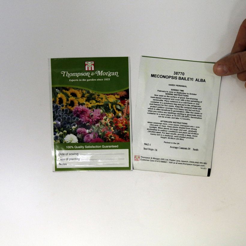 Example of Meconopsis baileyi Alba (Samen) - Scheinmohn per pack of 30 seeds as you get