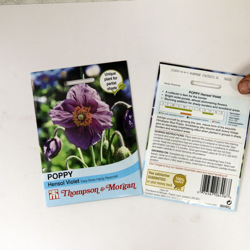 Example of Meconopsis baileyi Hensol Violet (Samen) - Scheinmohn per pack of 40 seeds as you get