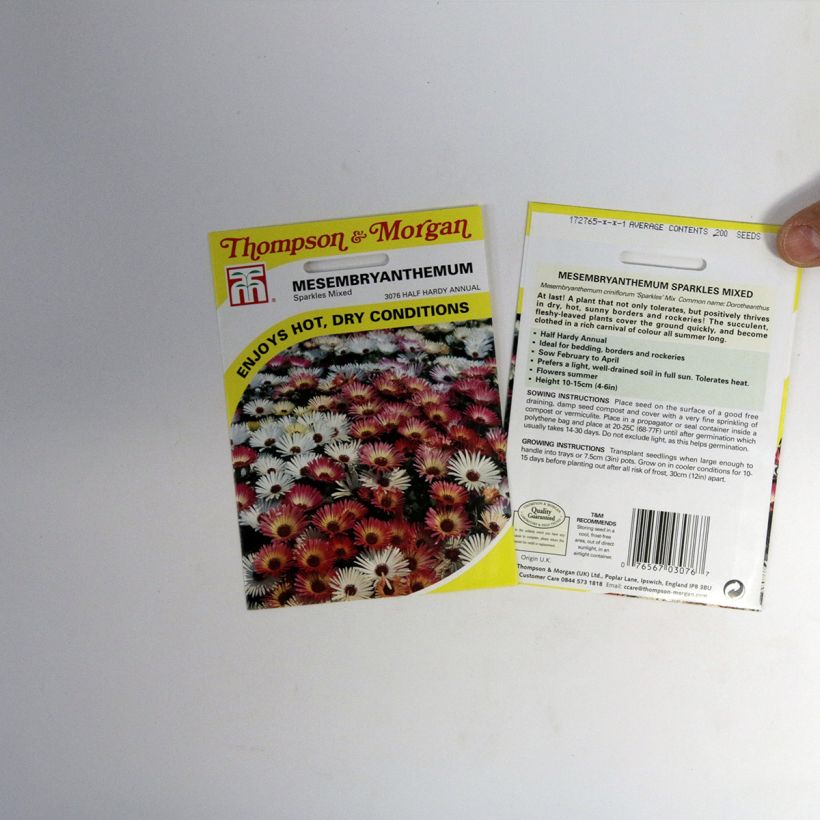 Example of Mesembryanthemum criniflorum Sparkles Mixed (Samen) - Mittagsblume per pack of 200 seeds as you get