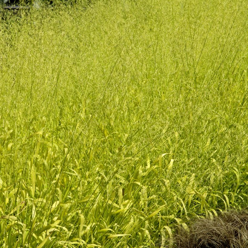 Milium effusum Aureum (Samen) - Flattergras (Hafen)