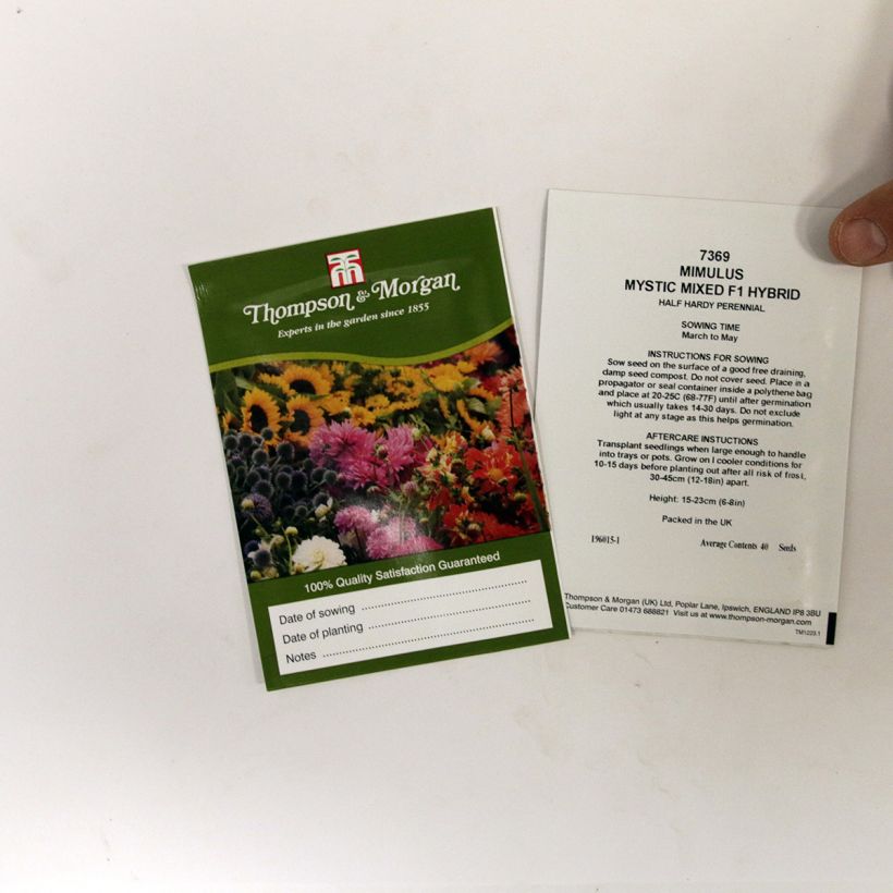 Example of Gauklerblume Mystic Mixed (Samen) - Mimulus per pack of 50 seeds as you get