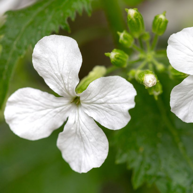 Silberblatt Alba (Samen) - Lunaria annua (Flowering)