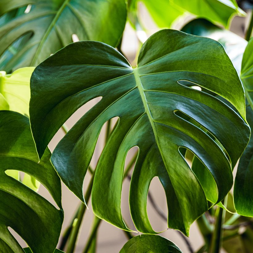 Monstera deliciosa (Samen) - Köstliches fensterblatt (Foliage)