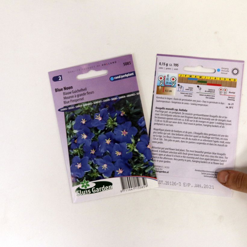 Example of Anagallis monelli subsp linifolia Blue Noon (Samen) - Leinblättriger Gauchheil per pack of 250 seeds (0,2g) as you get