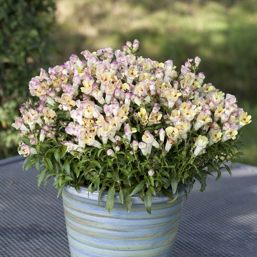Löwenmäulchen Antiquity Lemon (Samen) - Antirrhinum (Plant habit)