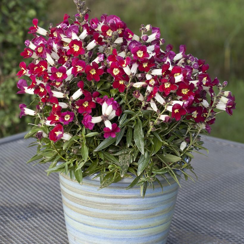 Löwenmäulchen Antiquity Red Bicolour (Samen) - Antirrhinum (Plant habit)